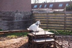 Geitjes in de achtertuin Almere Buiten