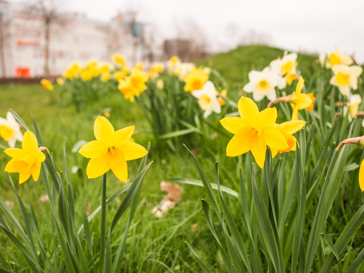 Toch nog het lente gevoel