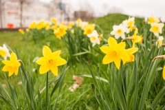 Toch nog het lente gevoel